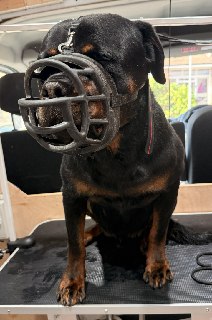 Binki